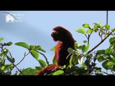 Education - Rainforests -