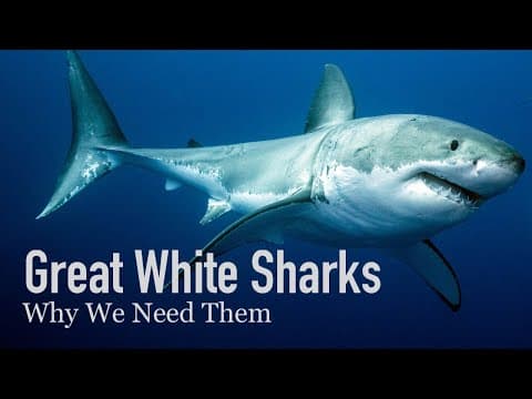 Why our Oceans need Great White Sharks