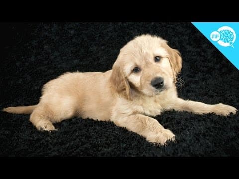 Why Do Dogs Tilt Their Heads? - YouTube