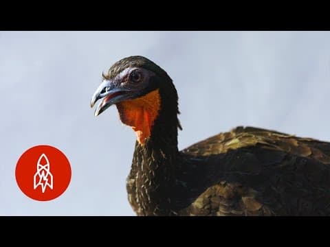 This Bird that Came Back From Extinction