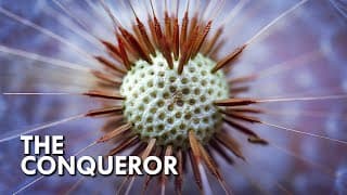 Dandelion | The Plant That Conquered The World