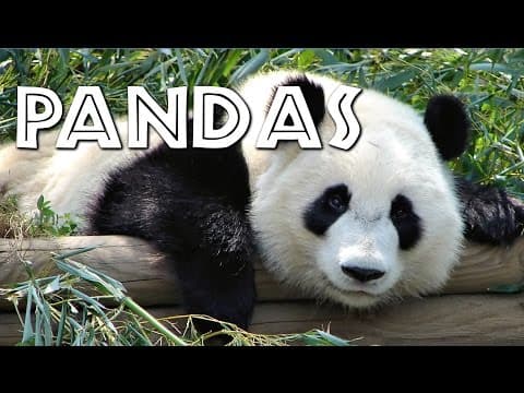 All about pandas for kids