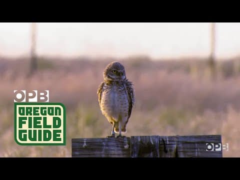 Oregon Owls Are Thriving At An Old Weapons Base | Oregon Field Guide - YouTube