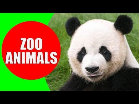 Zoo Animals for Kids - Videos and Sounds of Wild Animals at the Zoo for Children to Learn