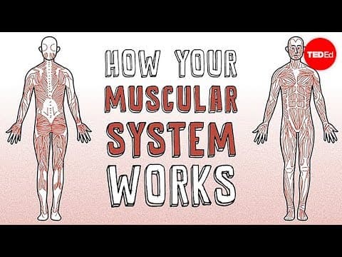 How your muscular system works - Emma Bryce - YouTube