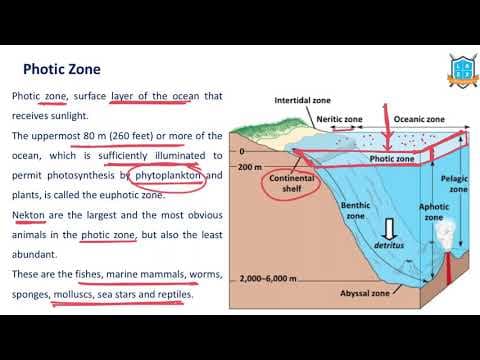 What is Photic Zone ? || Euphotic Zone అంటే ఏమిటి?