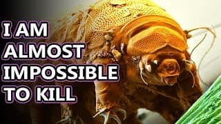 Water Bear facts | they're also known as Tardigrades