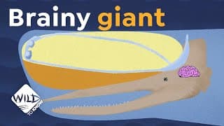 Brainy Giant| How Sperm Whales Learned to Outsmart their Hunters | Wild to Know