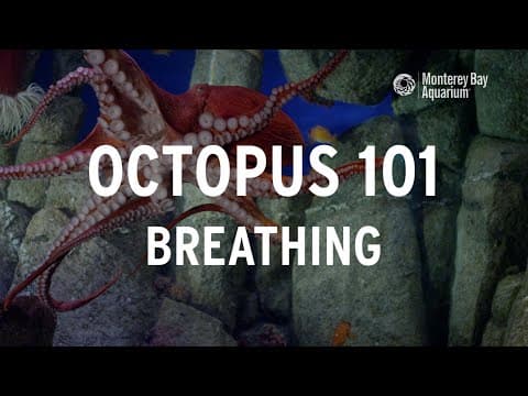 Octopus 101 | Breathing!