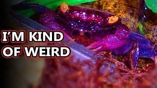 Vampire Crab facts | sometime called Halloween crabs