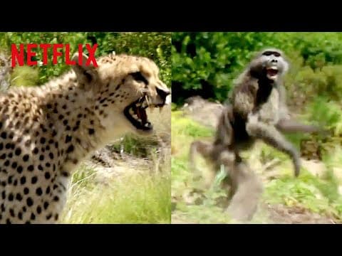Cheetah vs. Baboon | Animals on the Loose: A You vs. Wild Movie