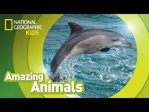 Bottlenose dolphin - amazing animals