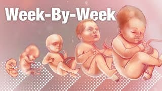 Pregnancy Week-By-Week Weeks 3-42 Fetal Development
