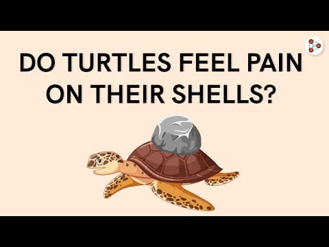 Do turtles feel pain on their shells