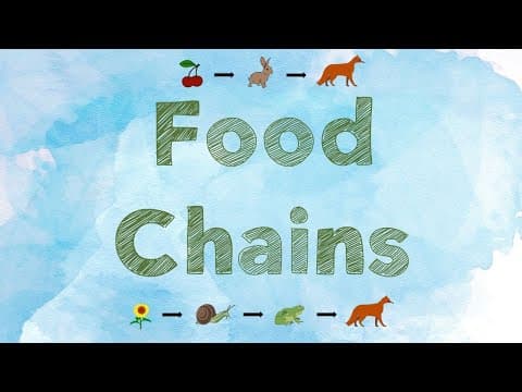 Food Chains