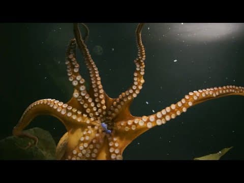 Should You Be Afraid of the Octopus