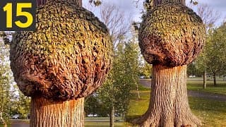 Most Unusual Trees In The World