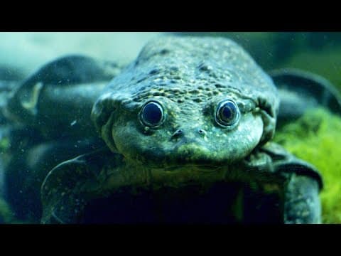 This Titicaca Water Frog Breathes Oxygen Through its Skin -