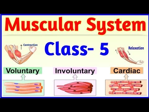 Muscular system - class 5 - bones and muscles - skeletal system - science