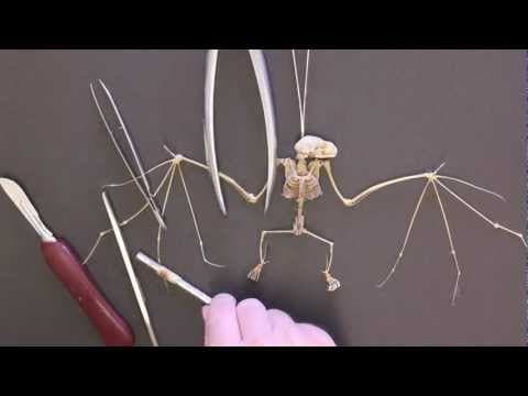 Anatomy of Preservation - YouTube