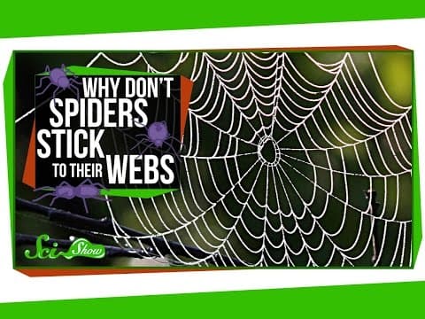 Why Don’t Spiders Stick to Their Webs
