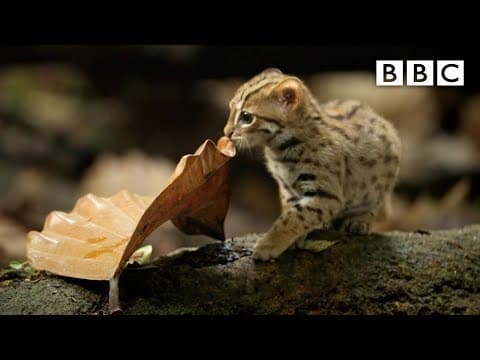 World's smallest CAT