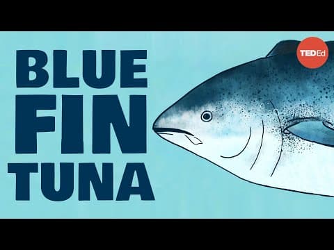 Meet the bluefin tuna, the toughest fish in the sea - Grantly Galland and Raiana McKinney - YouTube