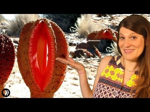 The Strangest Plant In The World?! - YouTube
