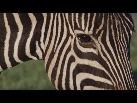 Why Are Zebras Black and White? | Wild Lands: South Africa | BBC Earth - YouTube