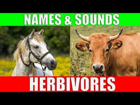 HERBIVOROUS ANIMALS Names and Sounds