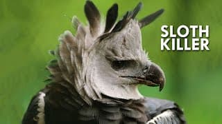 Eagles | Terror of the Skies