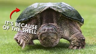 The Surprising Reason Snapping Turtles Can Bite Your Finger Off