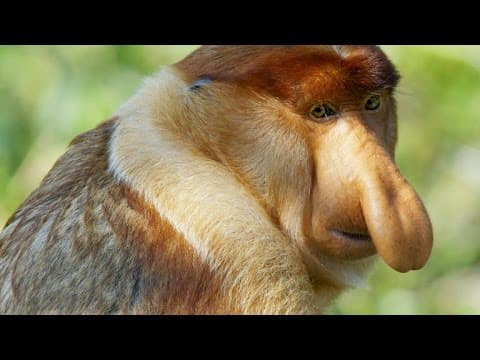 Why Do These Monkeys Have Such Outrageous Noses