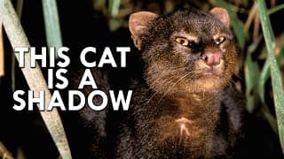 Shadow Cat | One Of The Rarest Cats In The World