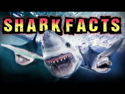 Shark Facts!