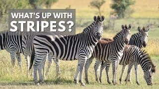 Why Do Animals Evolve Stripes