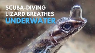 The Strange World of Lizards