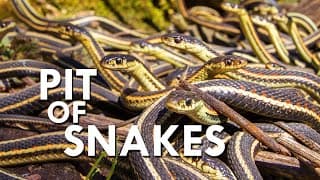 This Pit Of 75,000 Venomous Snakes Might Be Your Worst Nightmare