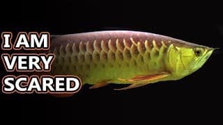 Arowana facts | the dragon fish with silver scales