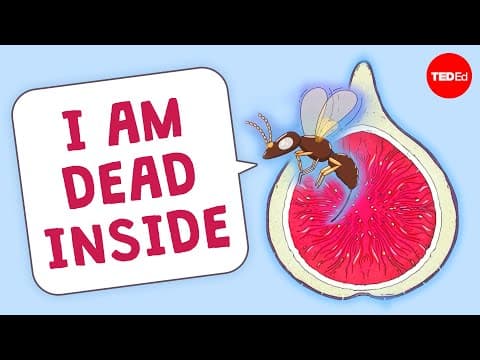 Are there really dead wasps in figs? - Carolyn Beans - YouTube