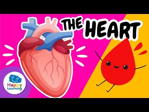 The Human Heart❤️ : How It Works, Parts, and Amazing Facts | @HappyLearningENG
