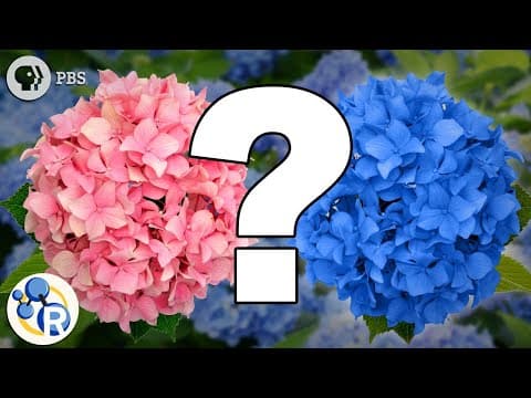 Hydrangeas and the Science of Do-Overs