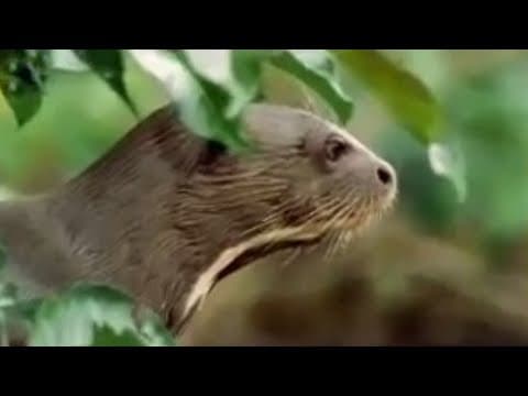 Rainforest Animals of the Amazon Forest