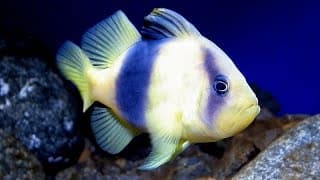 Facts | The Barred Soapfish