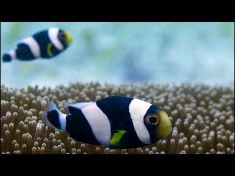 Incredible Teamwork From Little Clownfish - Blue Planet II