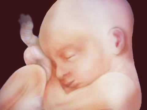 Fetal Development Week 23 (Pregnancy Health Guru)