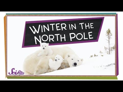 Winter at the North Pole! | Winter Science | SciShow Kids