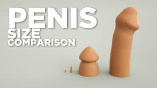 Scale animal PENISES
