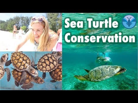 Sea Turtle Conservation Baby Turtles
