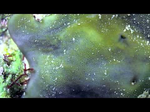 Slow Life - Natural Miracles We Are Destroying